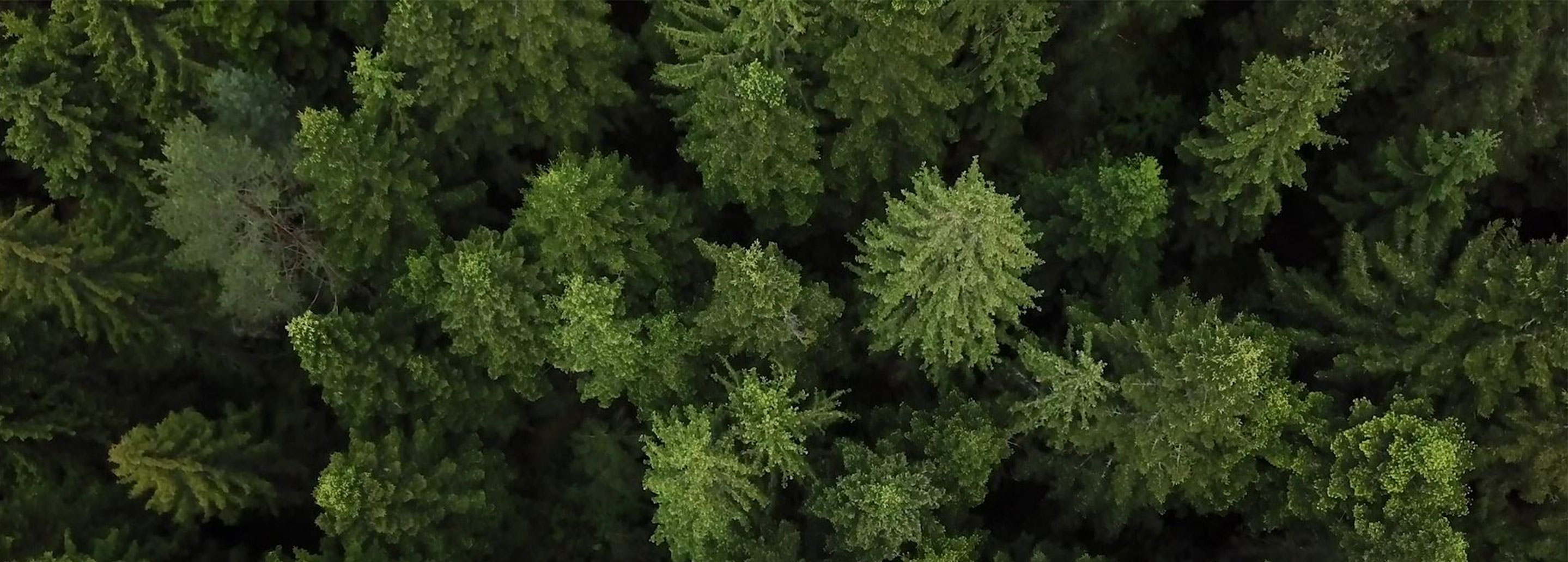 La gestion durable des forêts françaises avec ÖkoFEN